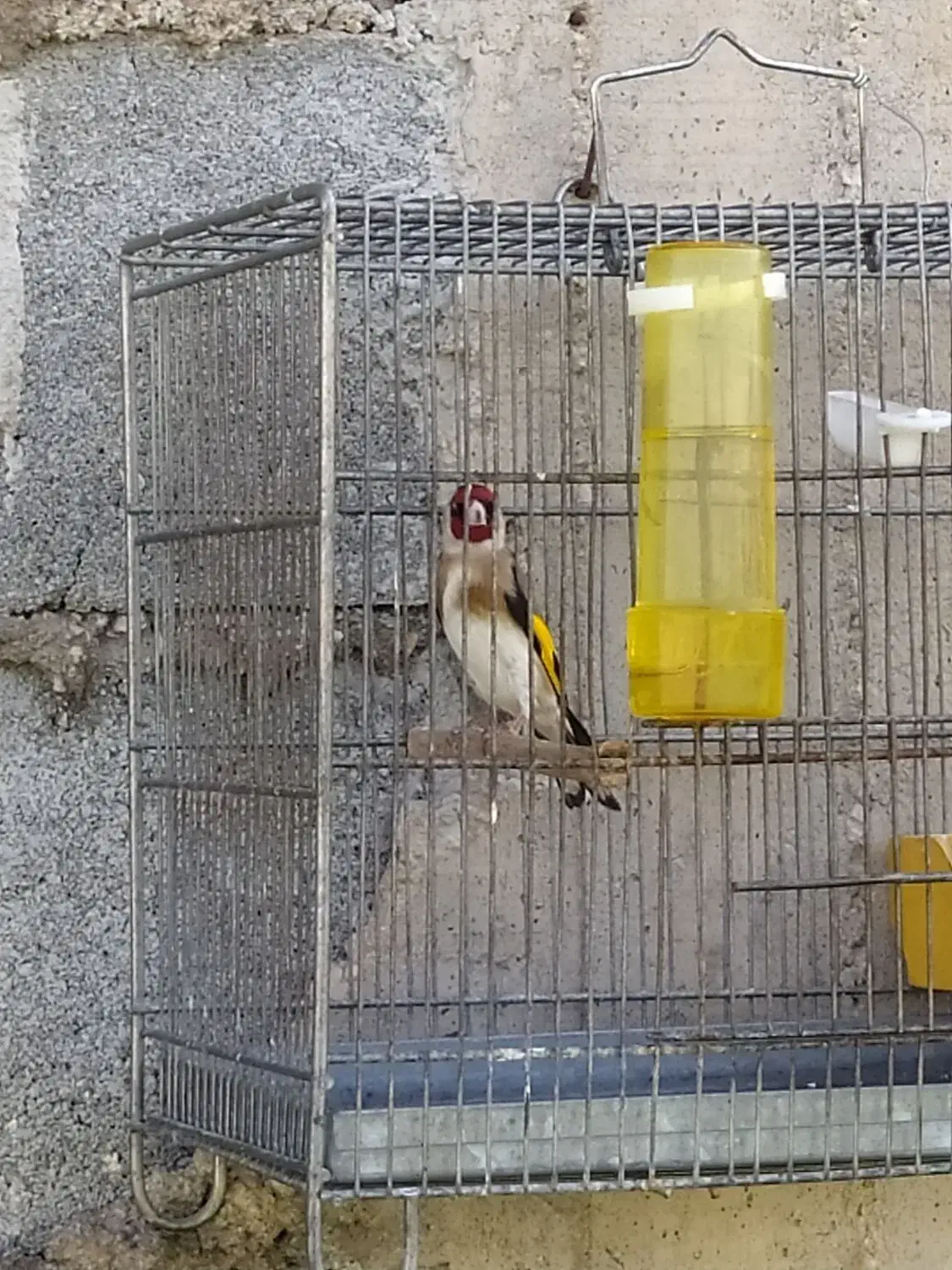 سهر بخون|پرنده|ایذه, |دیوار