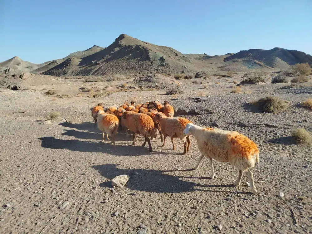 فروش گوسفند میش کاور تقلی بز بره|حیوانات مزرعه|باخزر, |دیوار