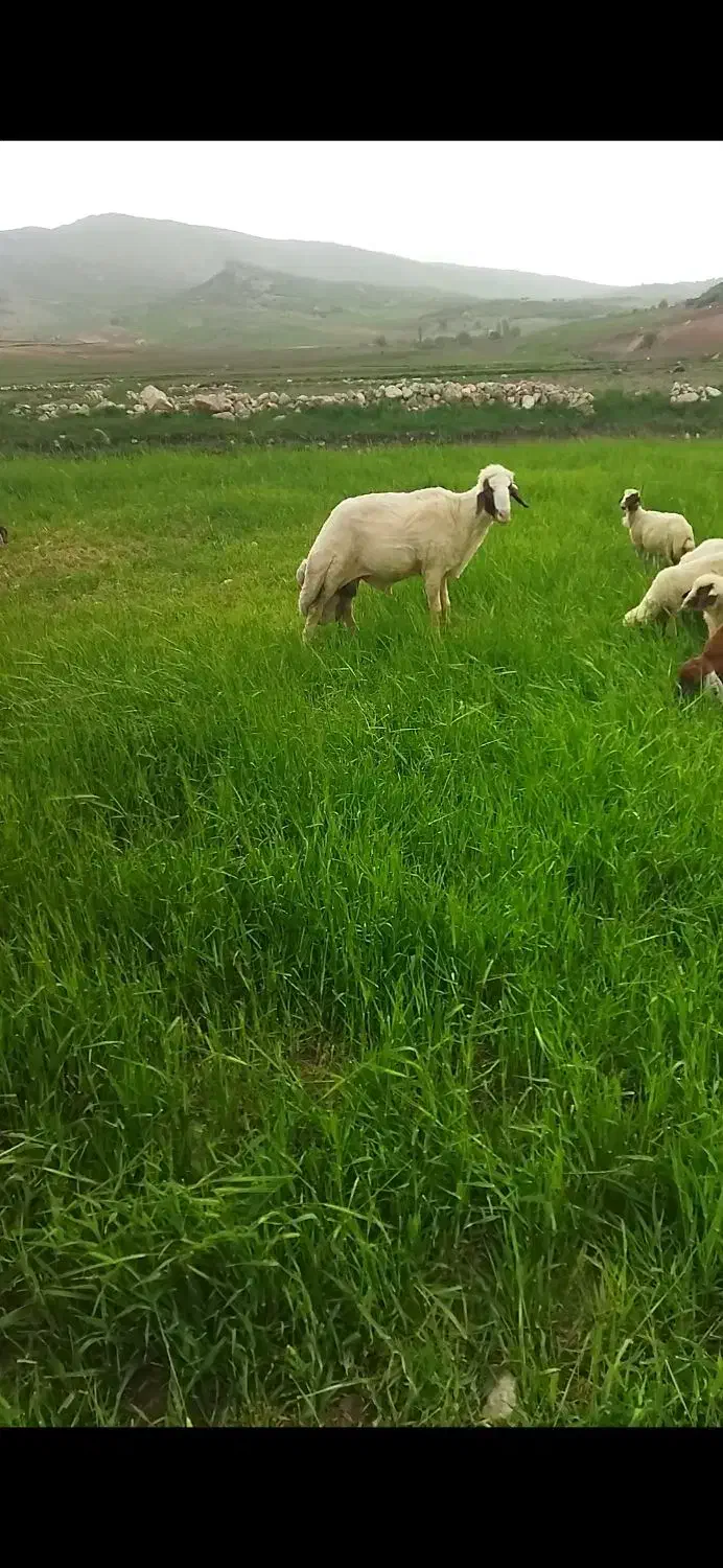 فروشی|حیوانات مزرعه|گهواره, |دیوار