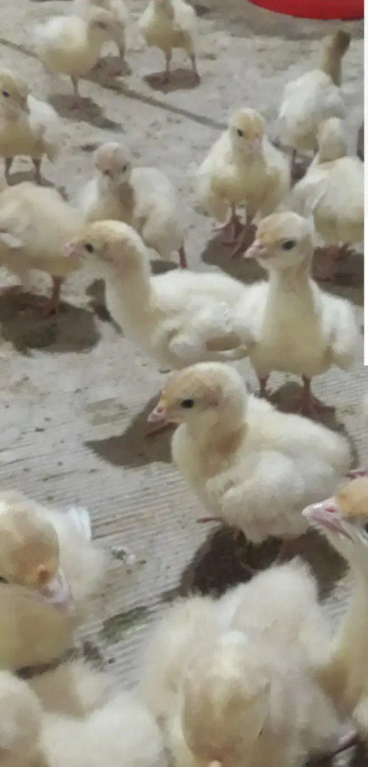 جوجه بوقلمون بیوتی|حیوانات مزرعه|قم, گلزار|دیوار