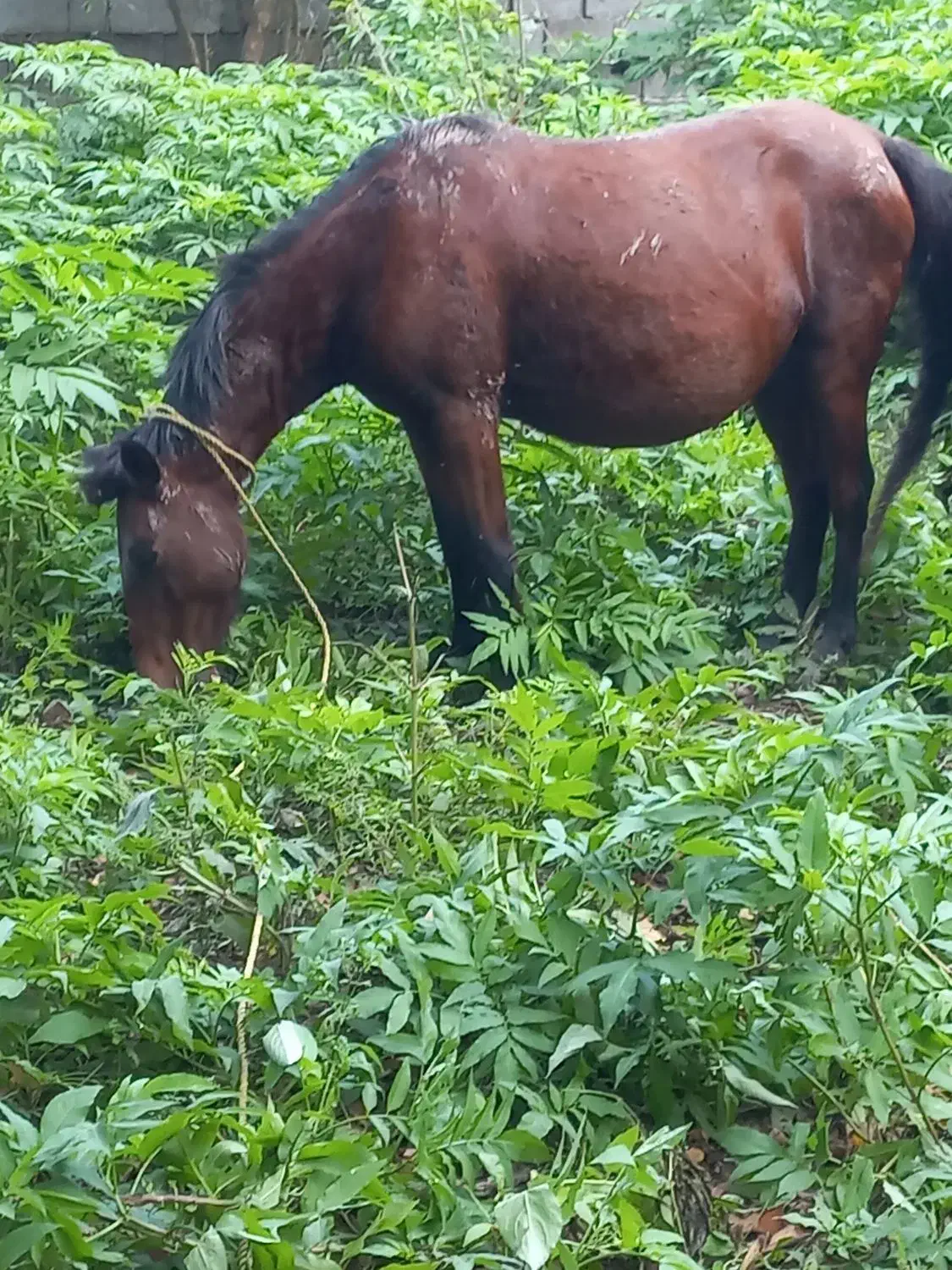 مادیان|اسب و تجهیزات اسبسواری|شاندرمن, |دیوار