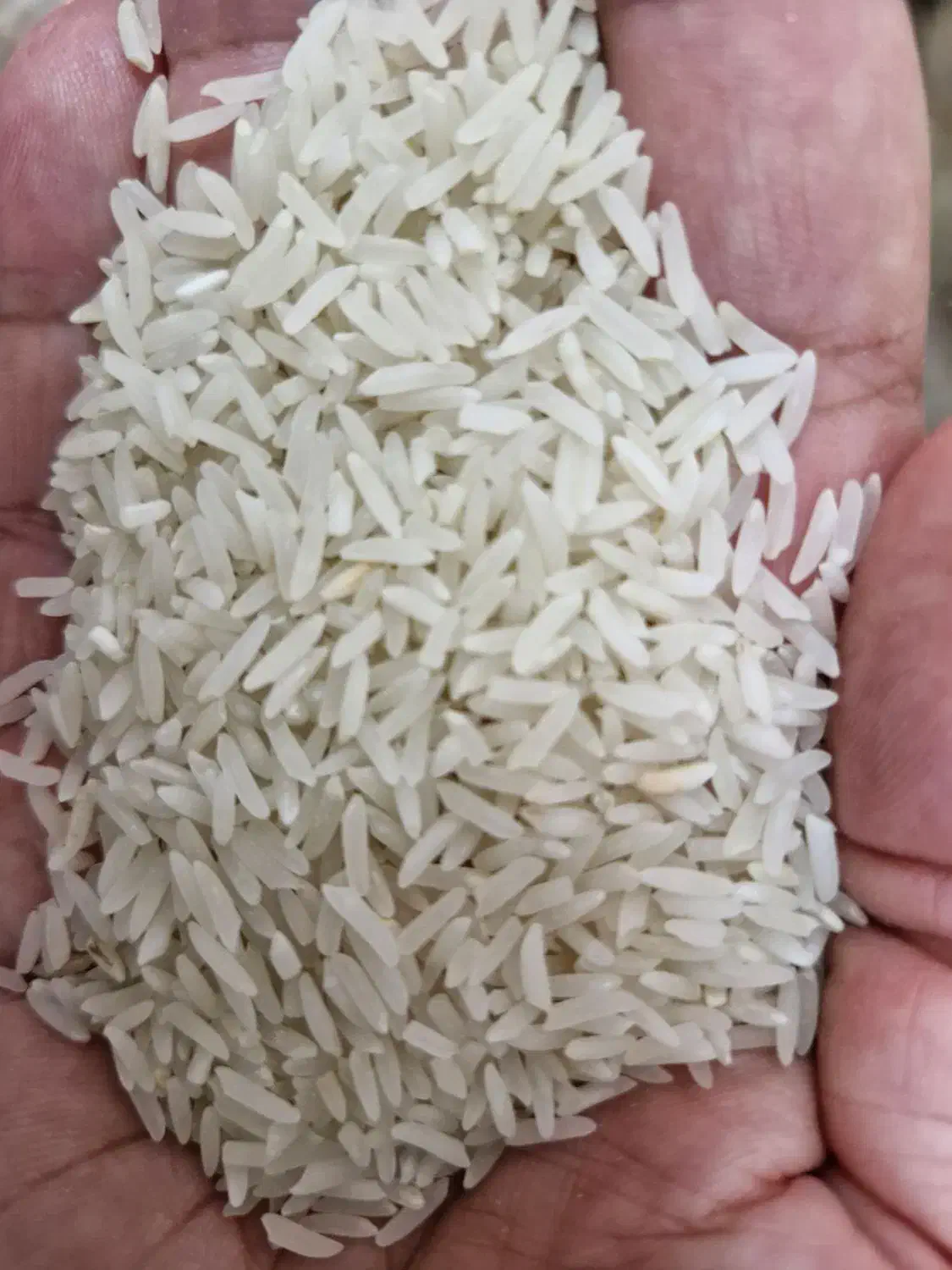 فروش برنج فجر محلی|حراج|نگین شهر, |دیوار