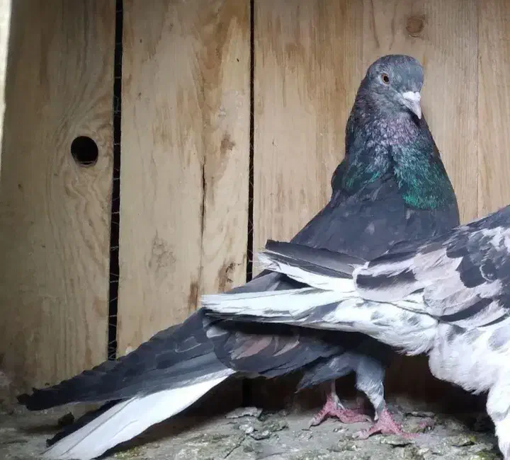 دم سفید مهر.کفترپرشی قاره دم سفی سبزدم سفید|پرنده|تهران, بیسیم|دیوار