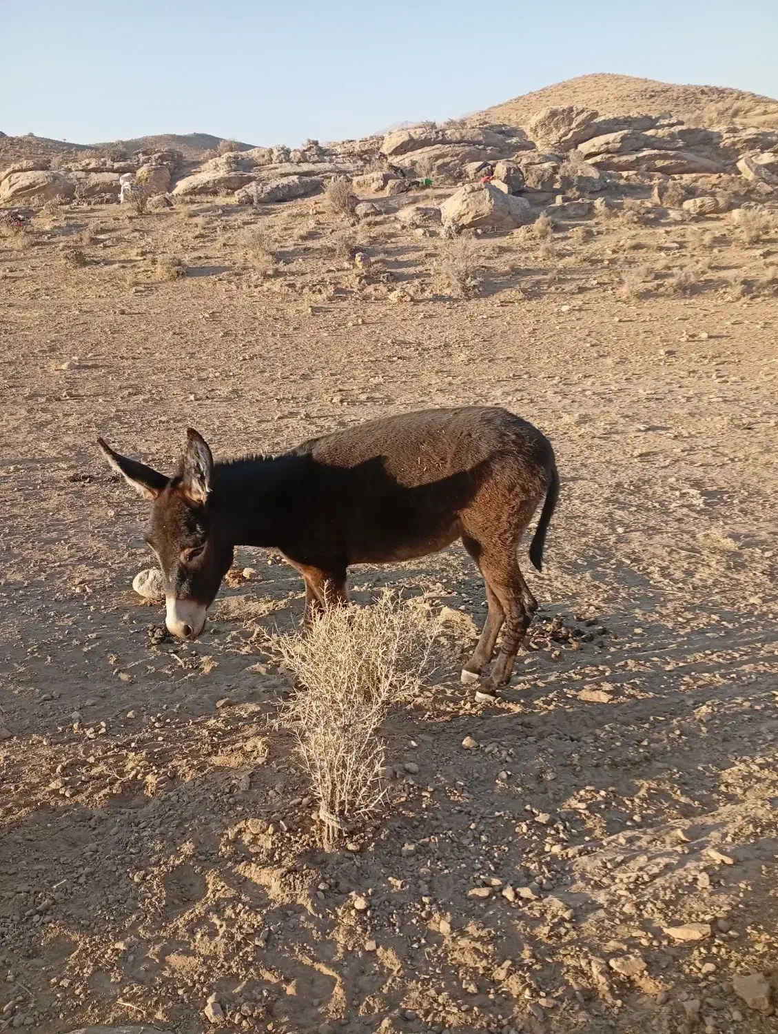خر جوان ماده|حیوانات مزرعه|شیراز, گل سرخ|دیوار