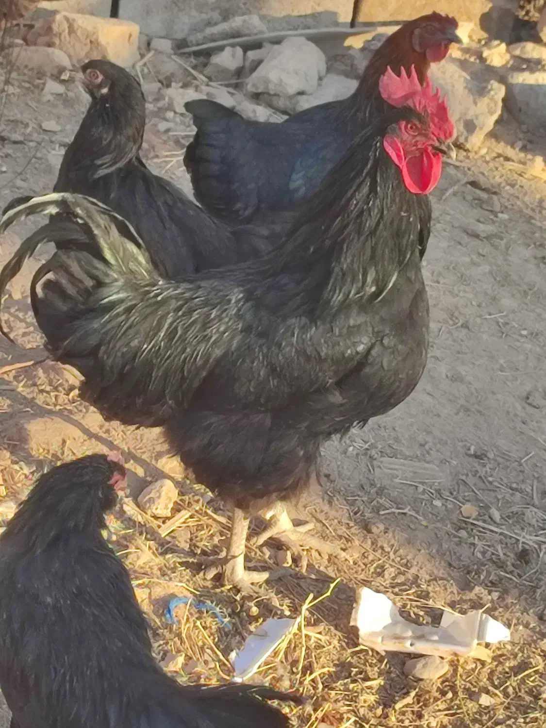 خروس تمام مشکی برای کشتن|حیوانات مزرعه|فیروزه, |دیوار