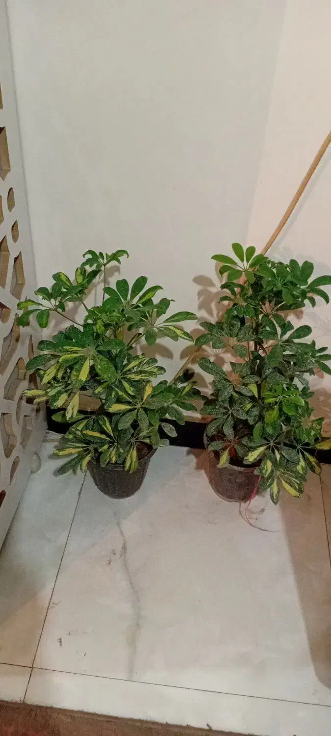 تلفن نیست|تلفن رومیزی|خرمآباد, |دیوار