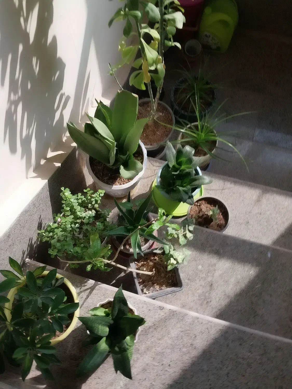 گل وگیاه|گل و گیاه طبیعی|پرند, فاز ۶|دیوار