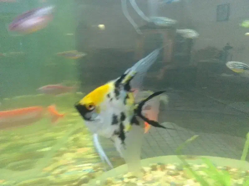 آنجل کوی|ماهی|مشهد, فاطمیه|دیوار