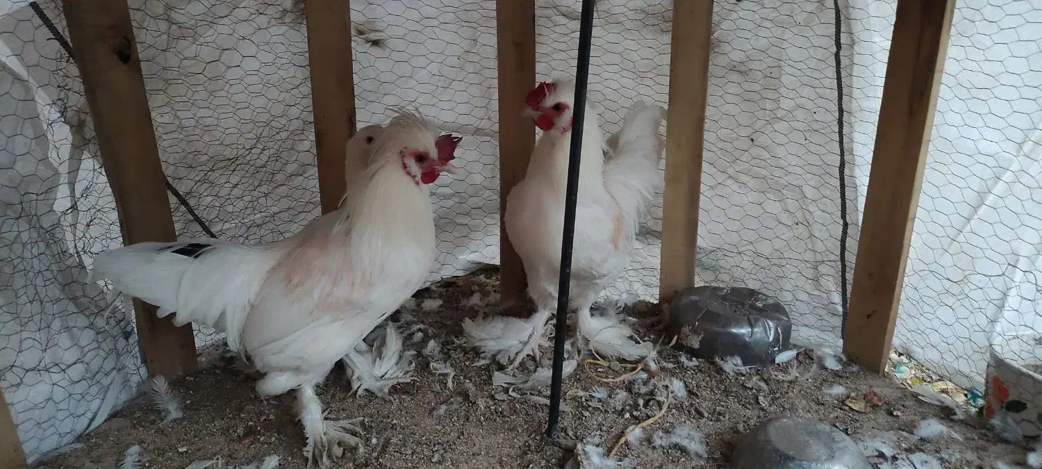 مرغ و خروس سلطان|حیوانات مزرعه|زرند, |دیوار