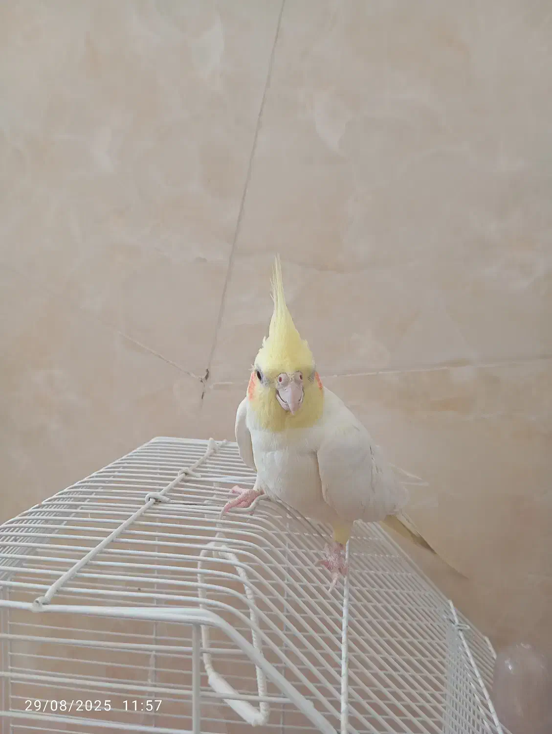 عروس هلندی|پرنده|قم, یزدانشهر|دیوار