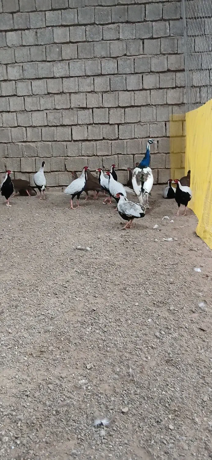 مرغ و خروس آمریکایی سیلور|پرنده|ساری, |دیوار
