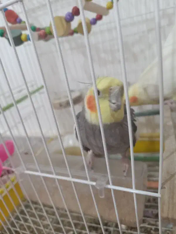 عروس هلندی|پرنده|فاروج, |دیوار