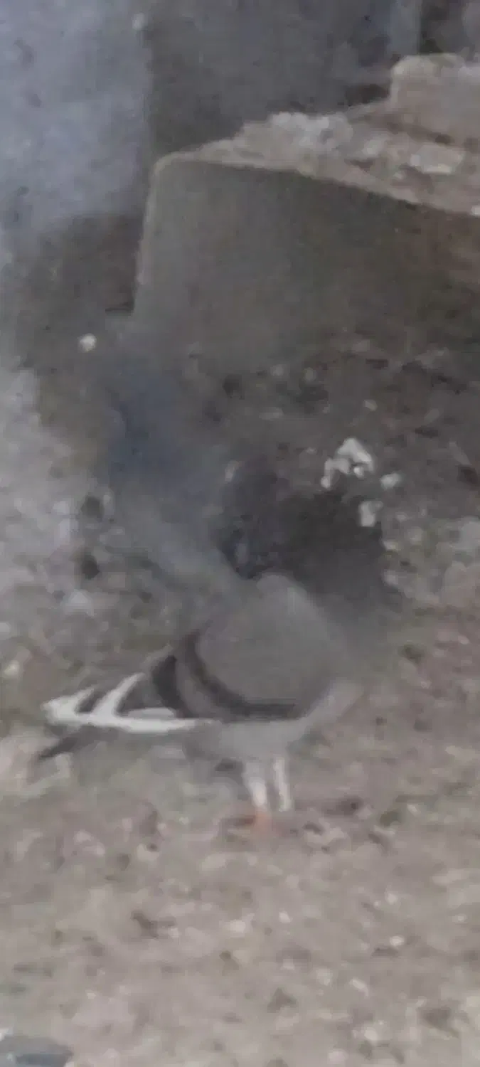 گم شده|حیوانات|زابل, |دیوار