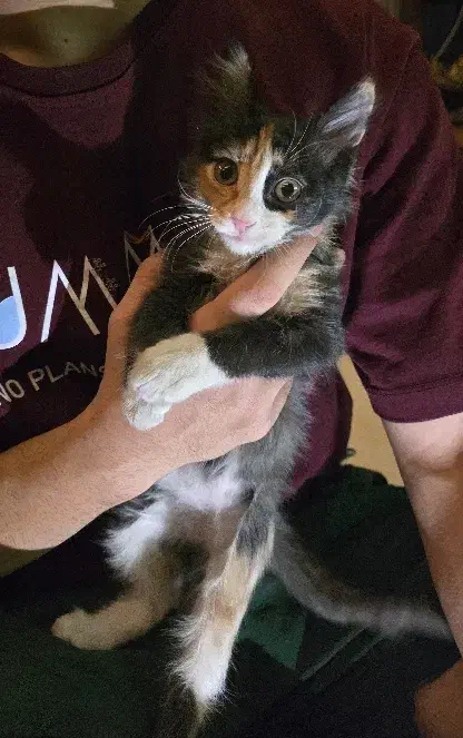 حیوان خانگی|گربه|تهران, تختی|دیوار