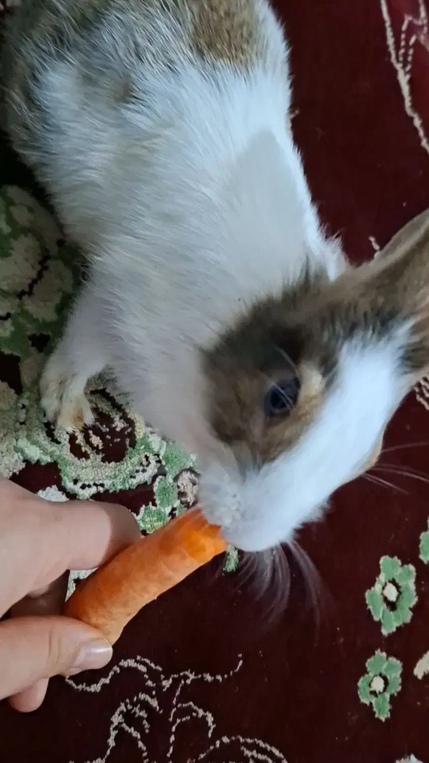 خرگوش زیبا|موش و خرگوش|اشتهارد, |دیوار