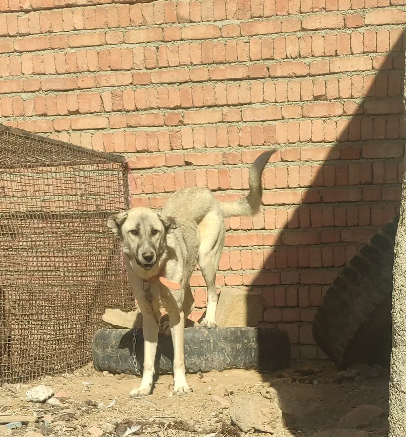 ماده عراقی 7ماه|سگ|لالجین, |دیوار