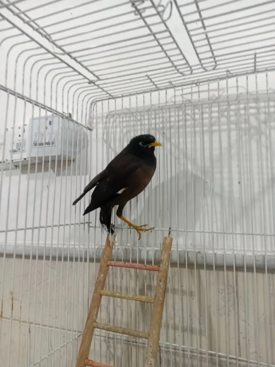 مینا سخنگو با لوازم|پرنده|نیشابور, ده حلاج|دیوار