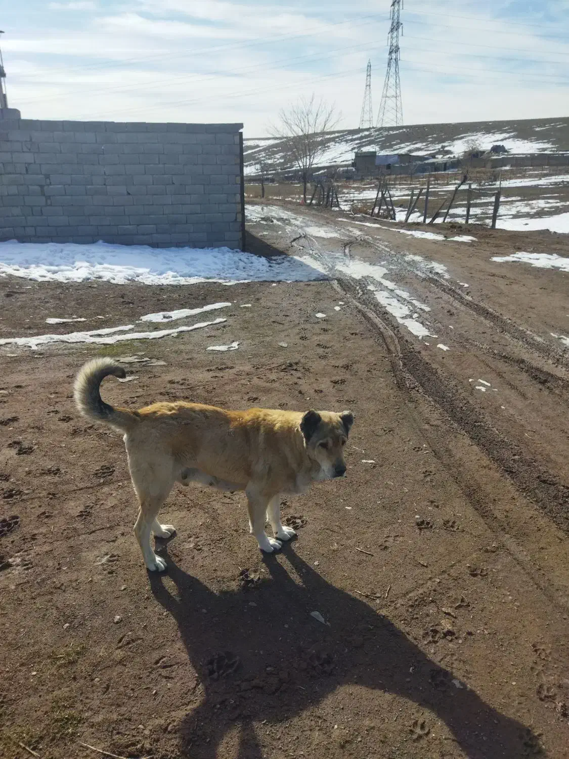 سراب گله ای|سگ|قزوین, |دیوار