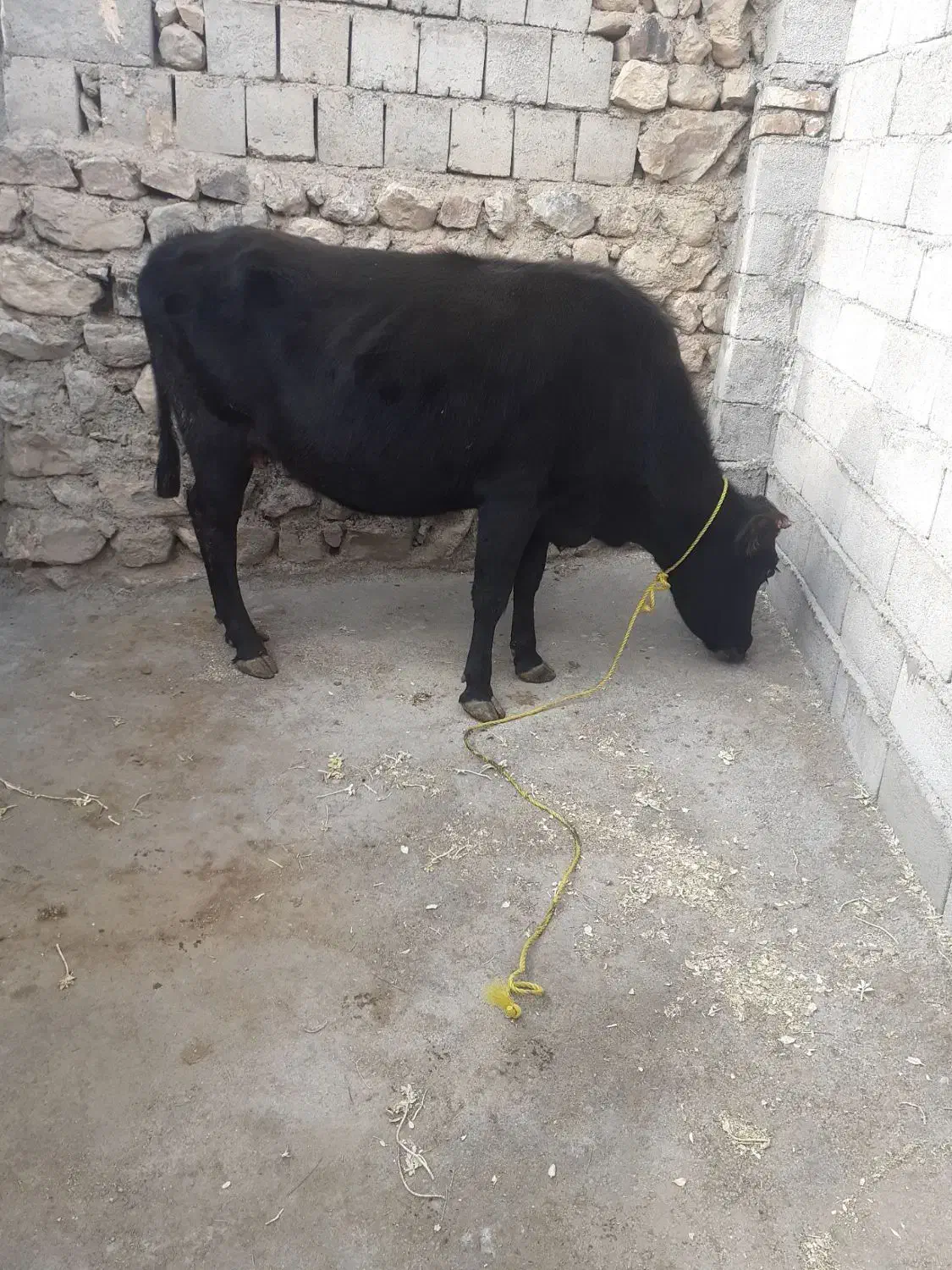 گاو حامله|حیوانات مزرعه|قره ضیاالدین, |دیوار