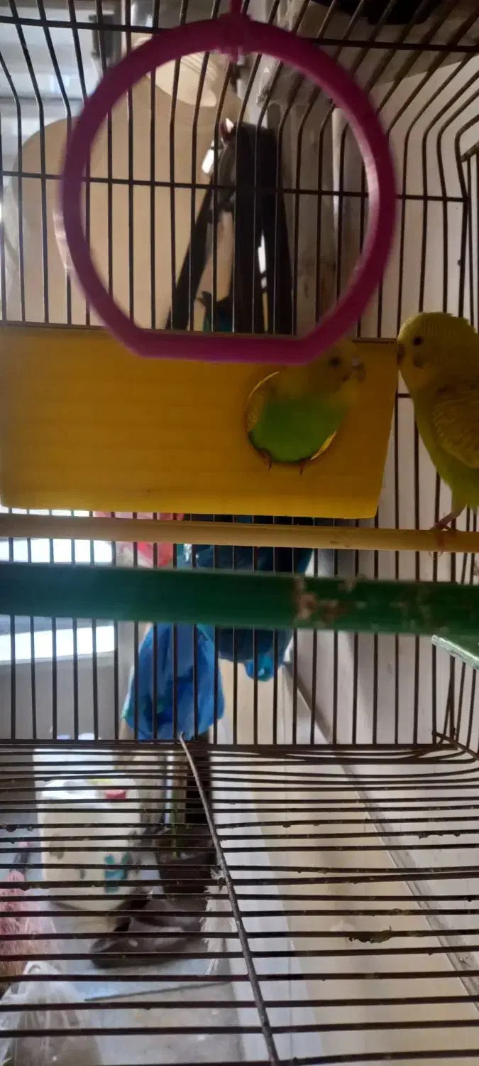 مرغ عشق و طوطی|پرنده|همدان, |دیوار