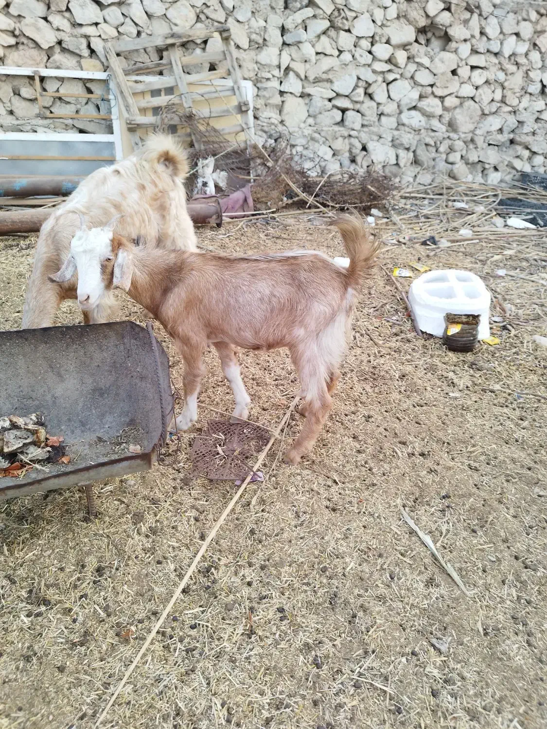 یک عدد تیشتر عدانی|حیوانات مزرعه|خورموج, |دیوار