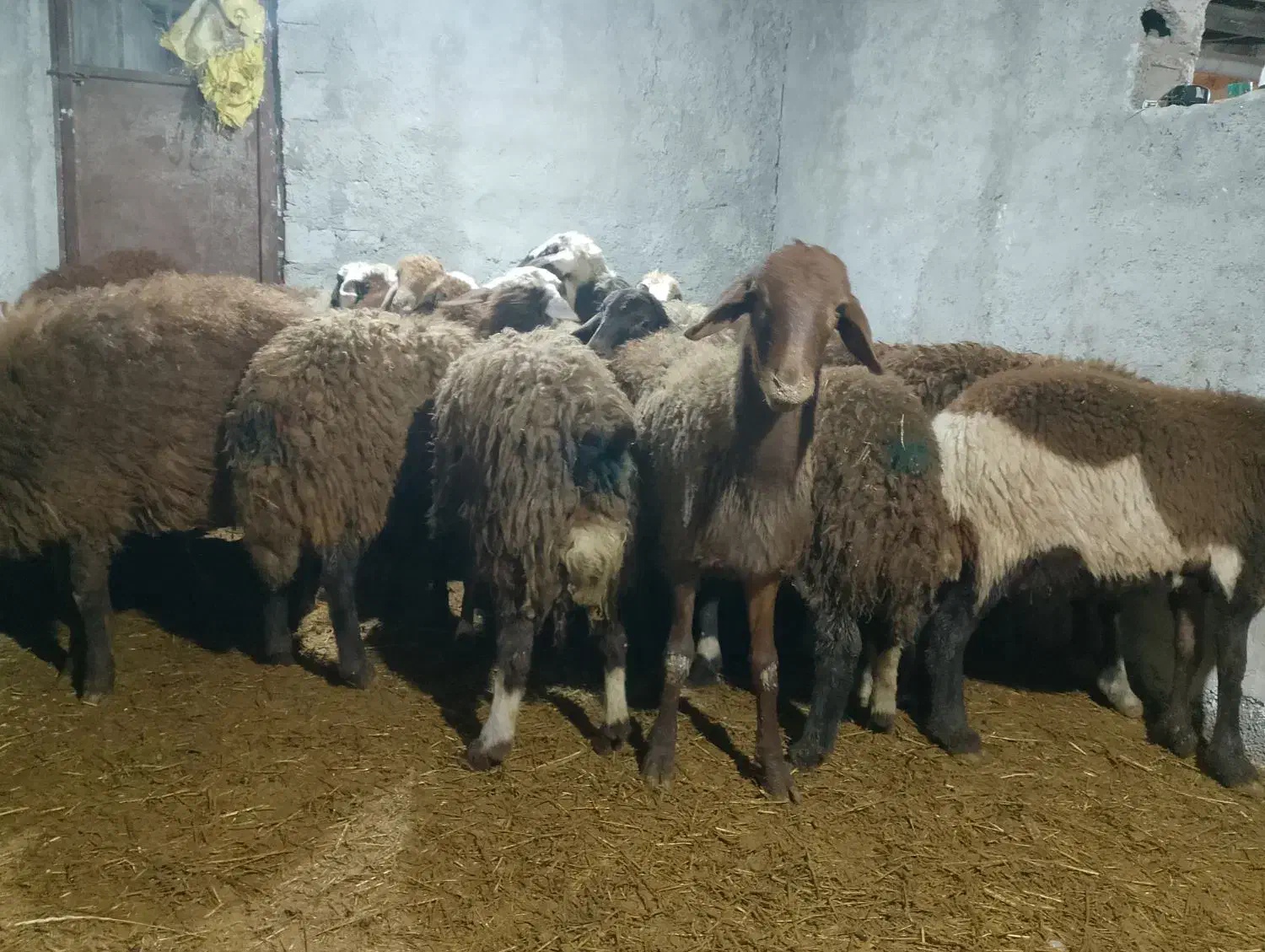 تعداد20 بره ماده|حیوانات مزرعه|اردبیل, |دیوار