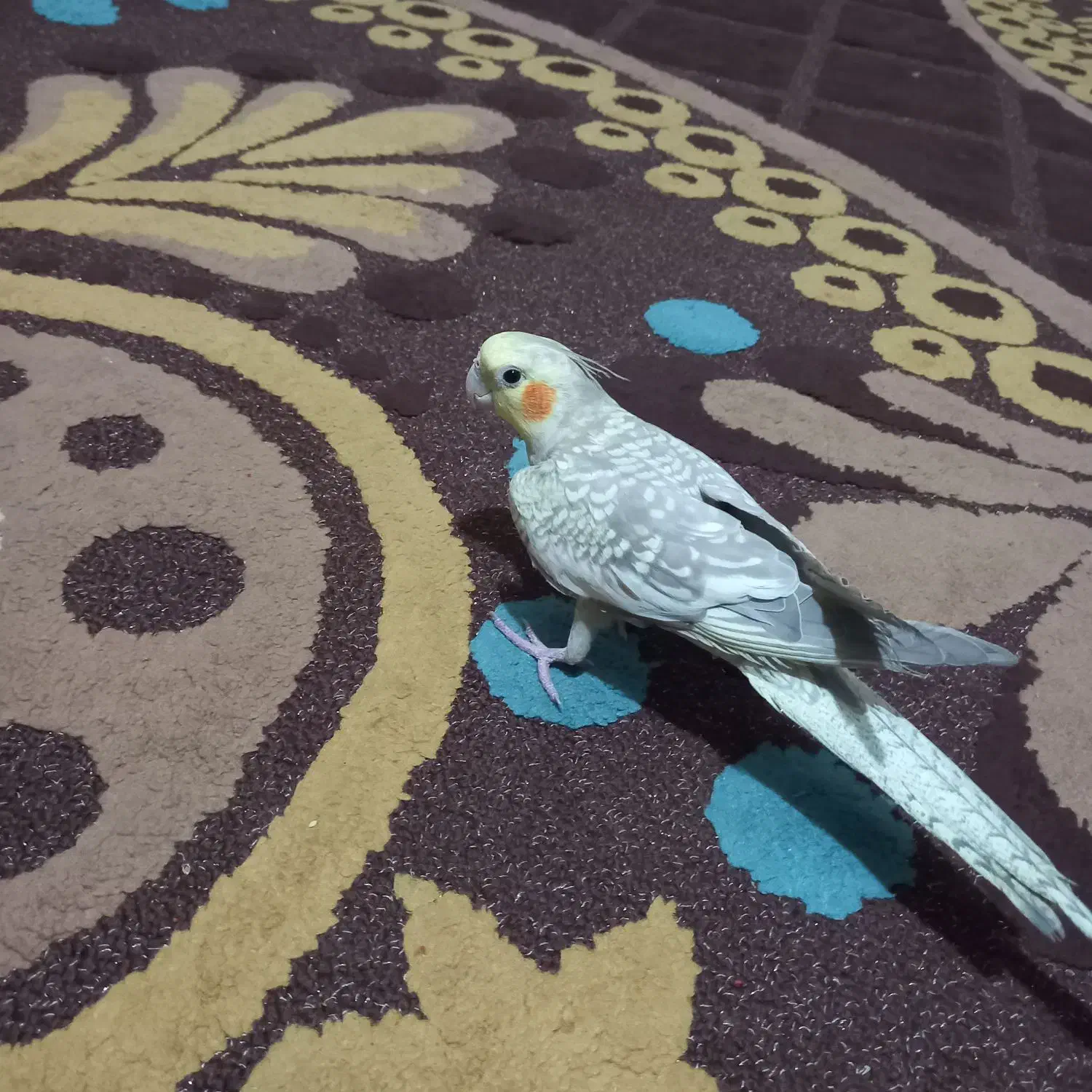 عروس هلندی|پرنده|خفر, |دیوار