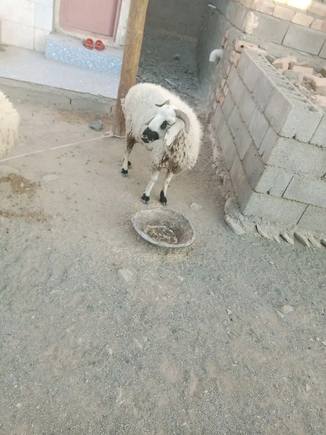 یک میش شاهدار|حیوانات مزرعه|پیپ, |دیوار