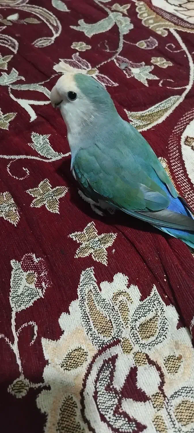 کوتوله برزیلی|پرنده|شیراز, زرگری|دیوار