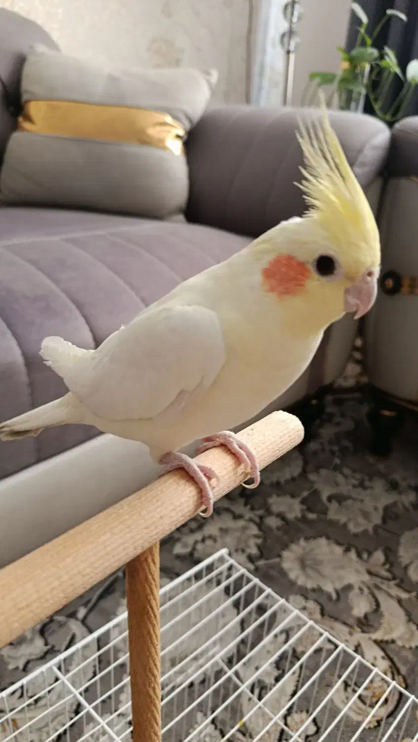 عروس هلندی دستی|پرنده|مشهد, نیزه|دیوار