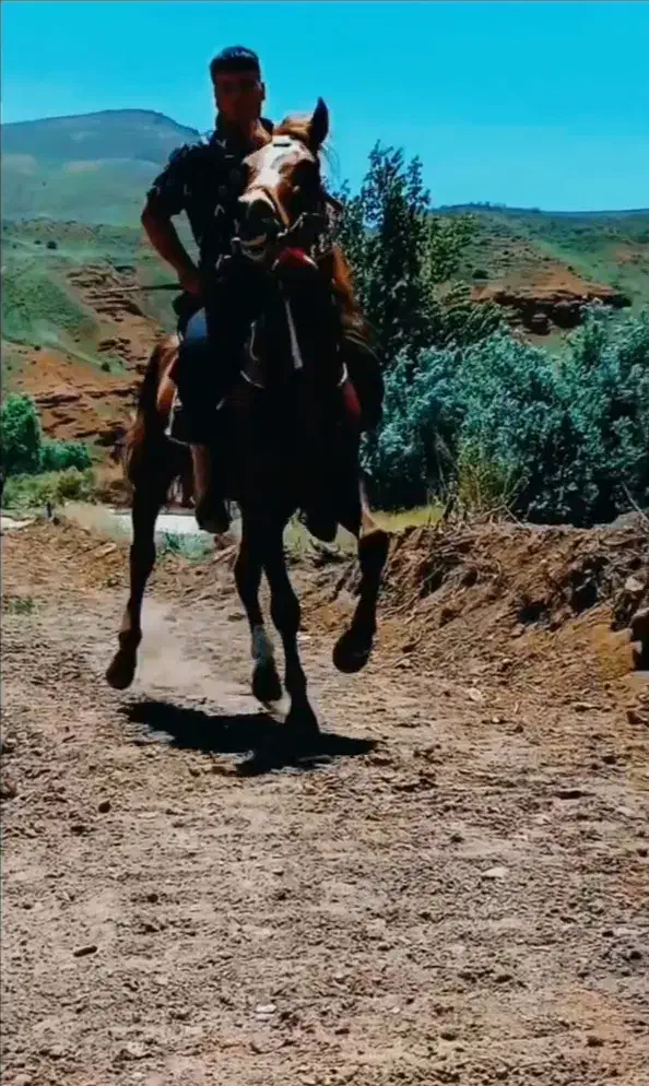 اسب نریان ۷ساله|اسب و تجهیزات اسب‌سواری|هریس, |دیوار