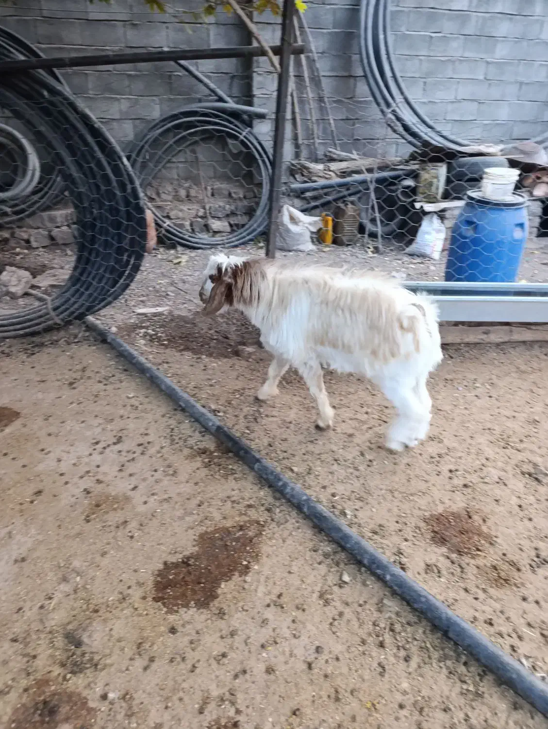 بز غاله نر|حیوانات مزرعه|هرسین, |دیوار