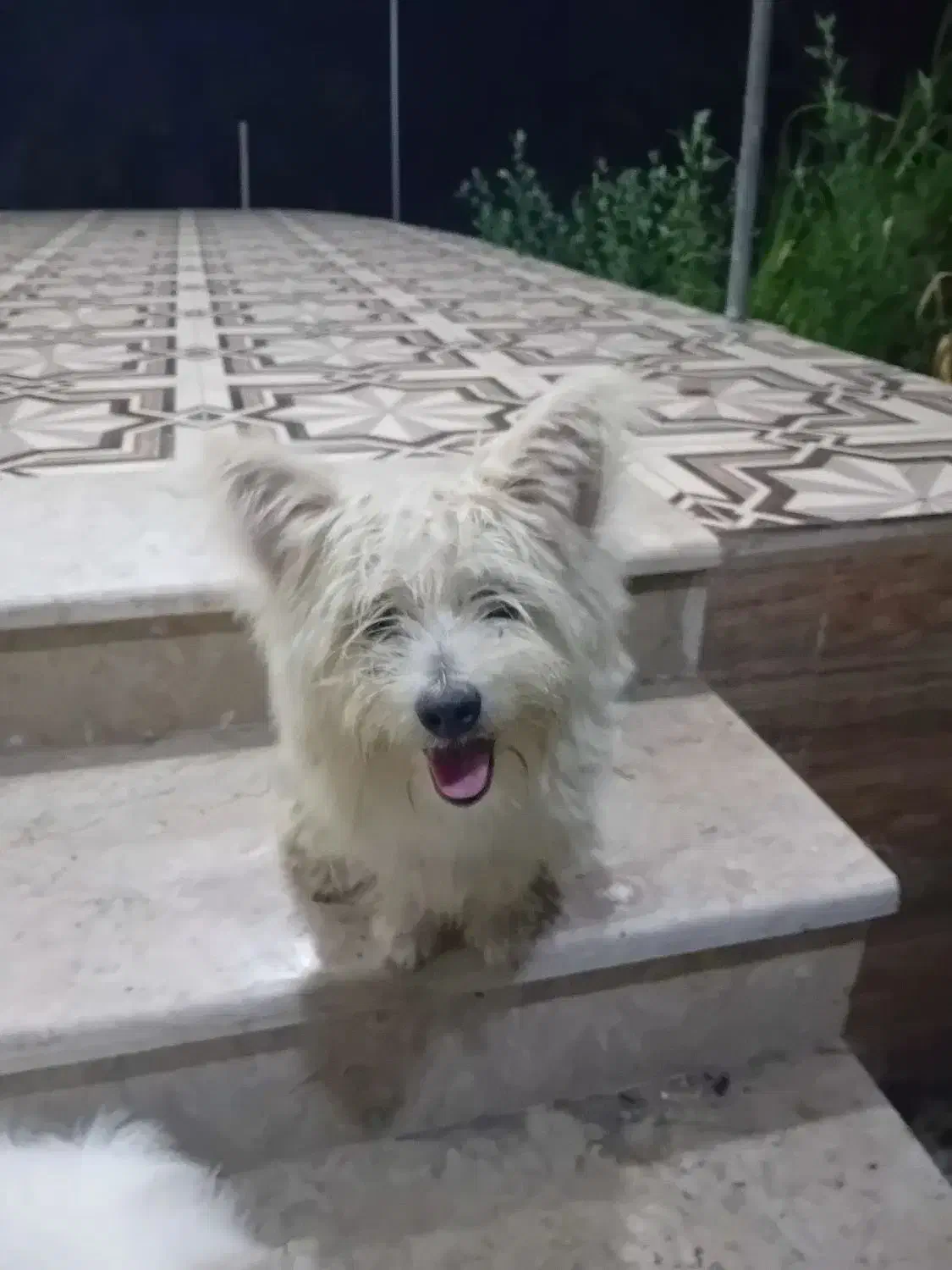 پاکوتاه گوش تیز|سگ|آستانه اشرفیه, |دیوار