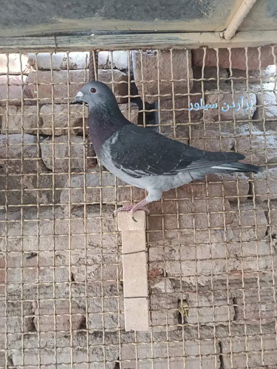 نر آردن خالص|پرنده|زاهدان, |دیوار