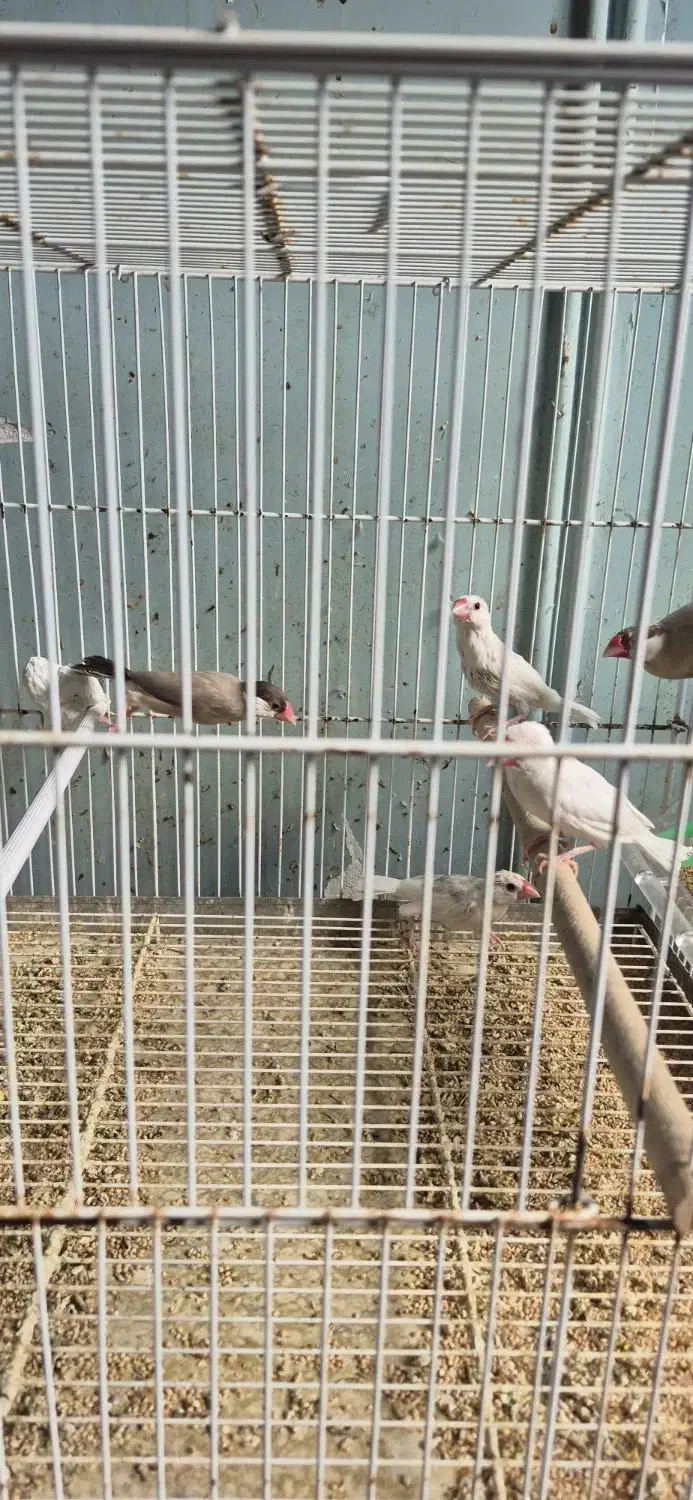 فنچ نرگسی شکلاتی و سفید|پرنده|بندرعباس, |دیوار