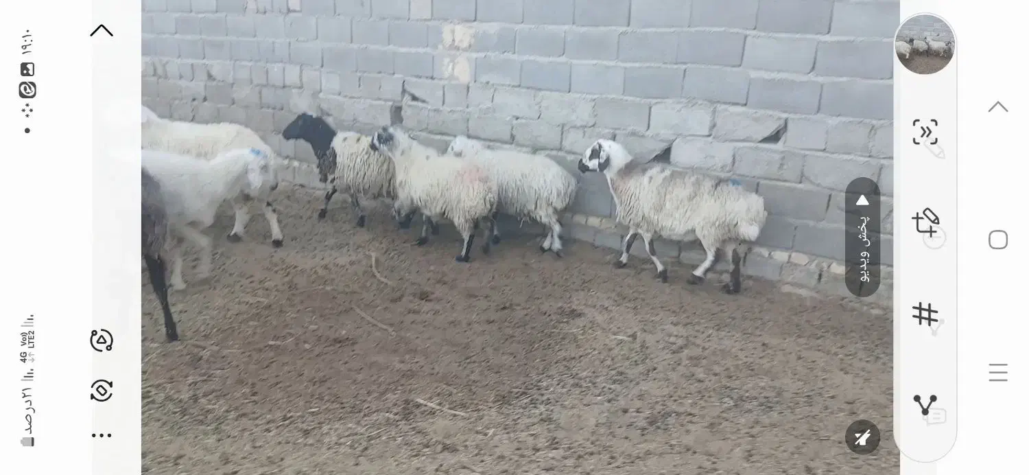 نه عدد میش آبستن|حیوانات مزرعه|مهریز, |دیوار