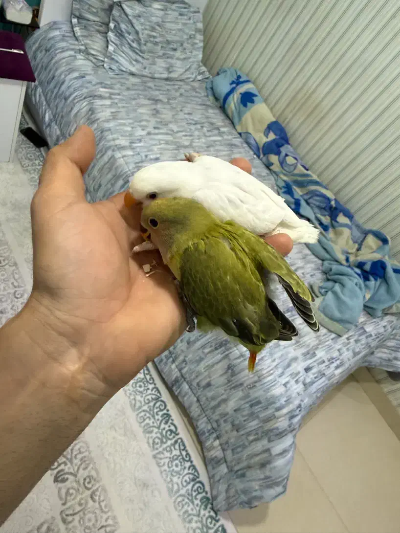 جوجه طوطی|پرنده|کرمانشاه, |دیوار