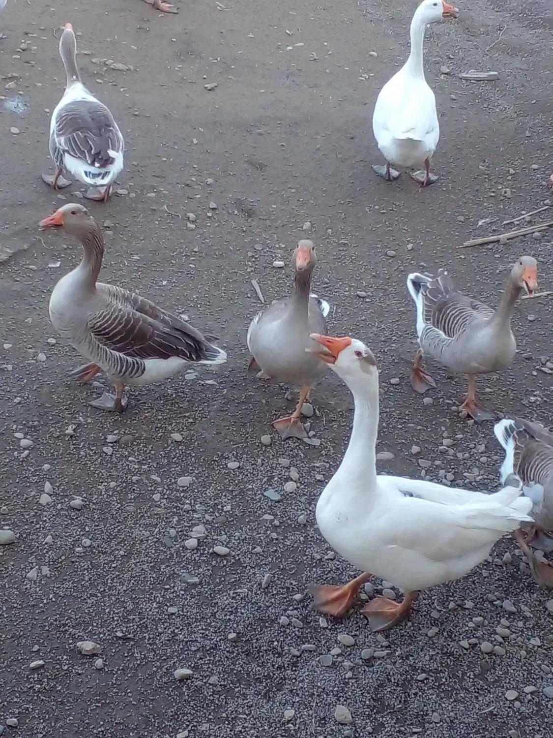 تخم غاز|حیوانات مزرعه|رشت, استقامت ۲|دیوار