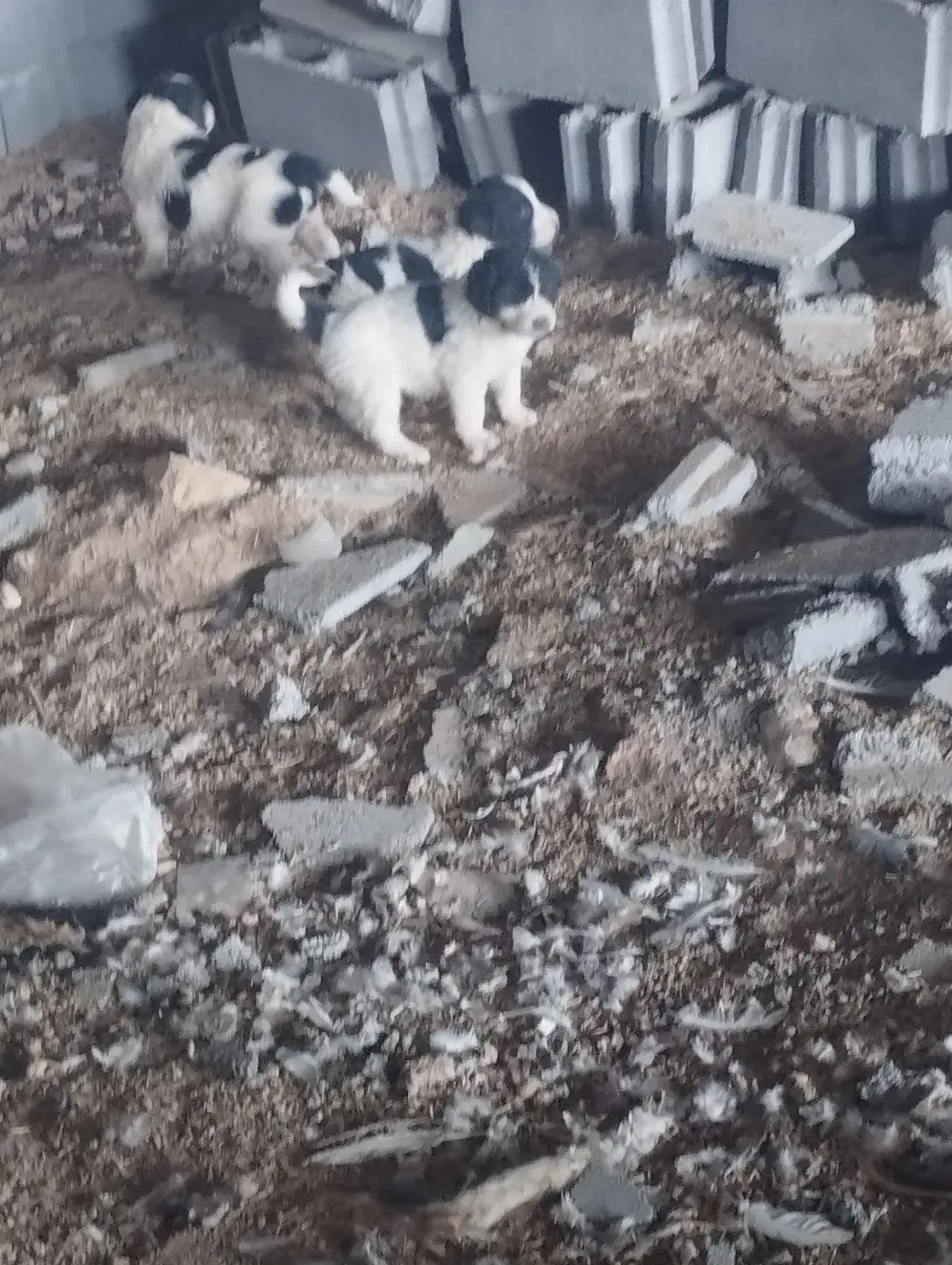 8 تا توله سگ قدریجونی|سگ|لردگان, |دیوار