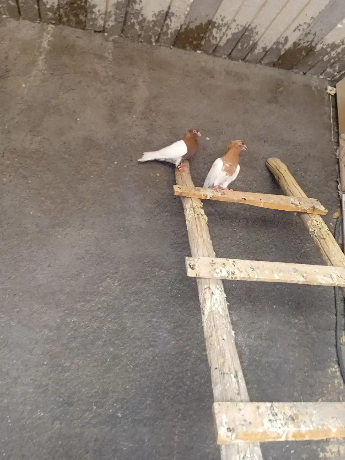 پرنده|پرنده|خرمشهر, |دیوار