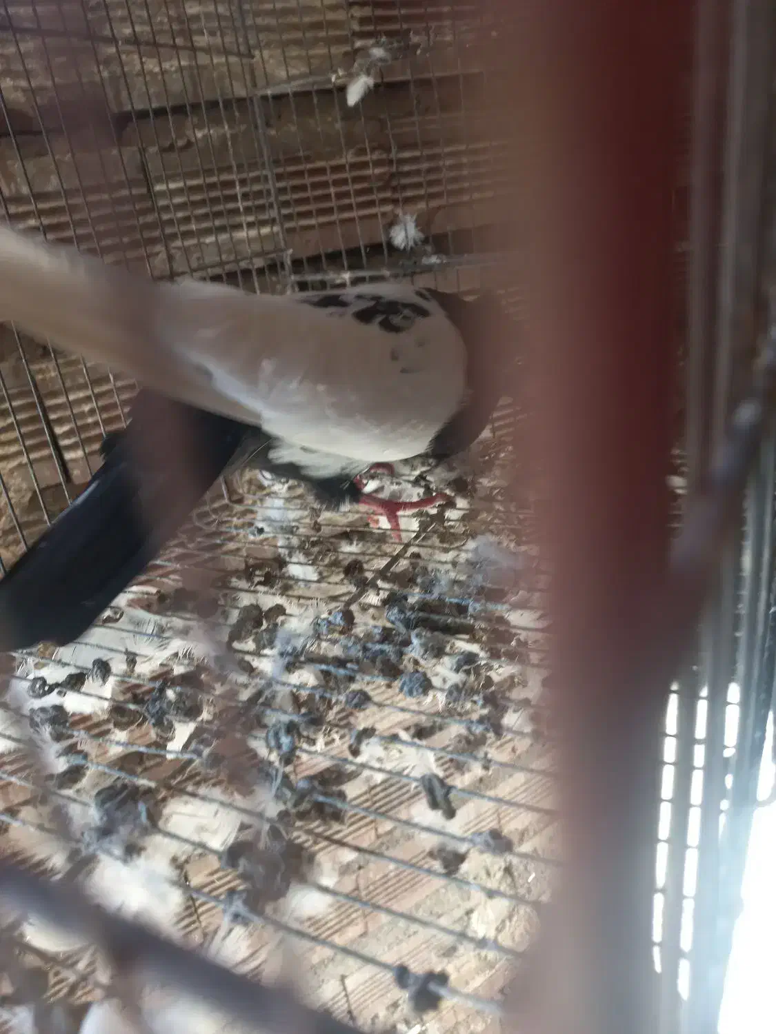 کبوترقارنی قره وککیلی|پرنده|اردبیل, |دیوار