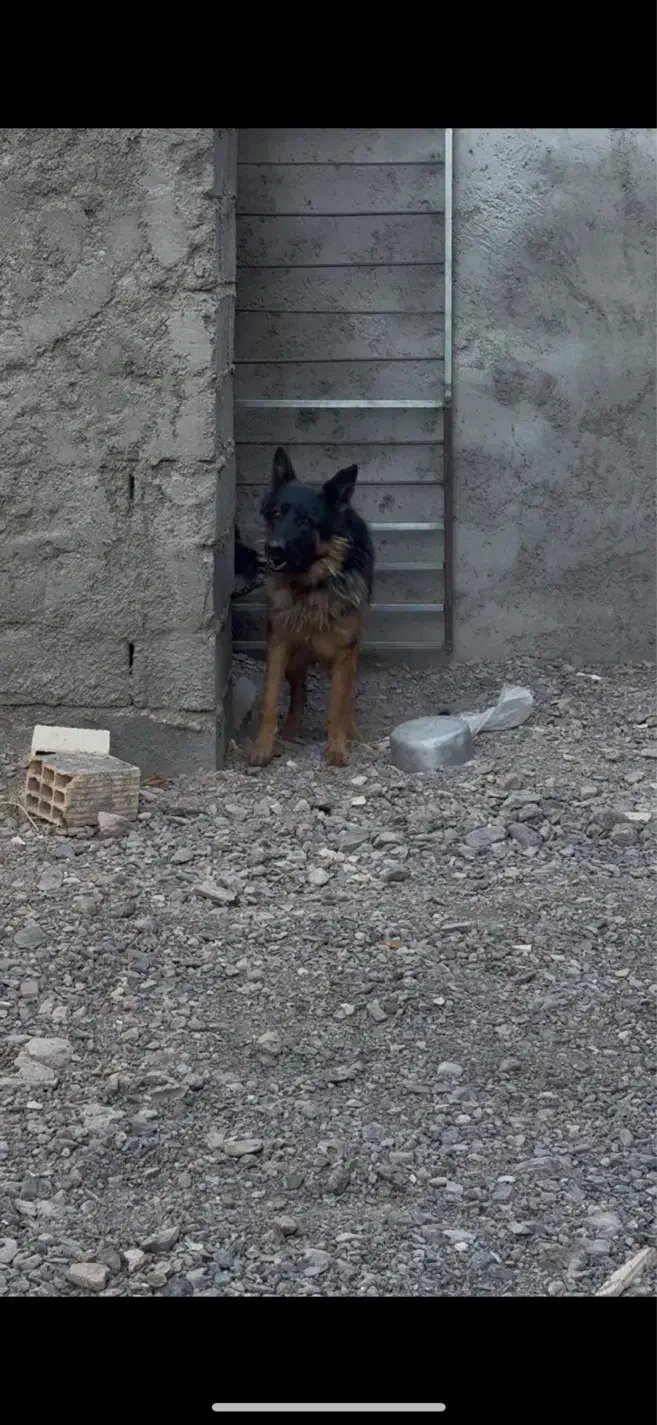 ژرمن|سگ|بم, |دیوار