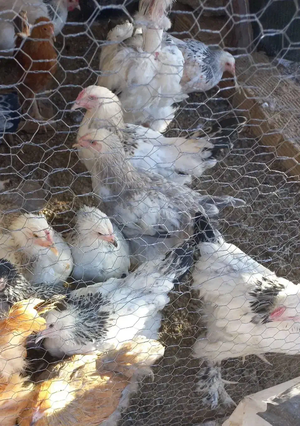 تخم مرغ برهما .جوجه برهما. لایت  از بهترین مولدها|حیوانات مزرعه|لنجان, |دیوار