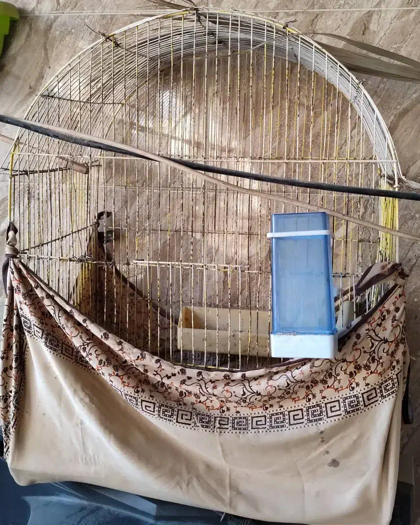 قفس بزرگ|لوازم جانبی حیوانات|یاسوج, |دیوار