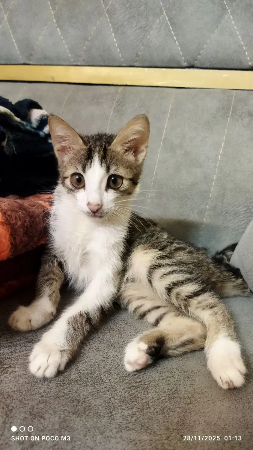 گربه خانگی|گربه|مشهد, میان ولایت|دیوار