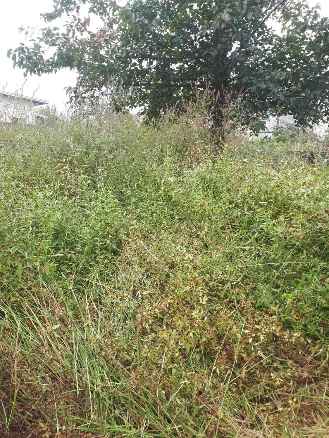 علفتراشی با دستگاه علفتراش|خدمات باغبانی و درختکاری|کلاچای, |دیوار