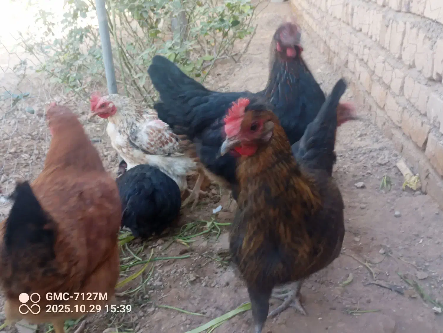 مرغ|حیوانات مزرعه|دشتابی, |دیوار