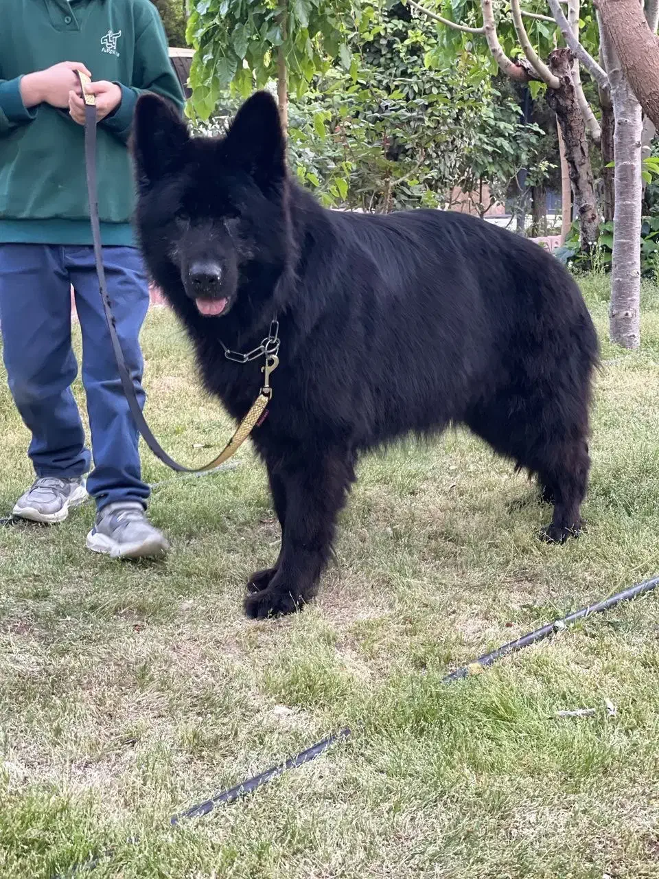 ژرمن بلک وارداتی شجره دار|سگ|کرج, فاز ۱ مهرشهر|دیوار