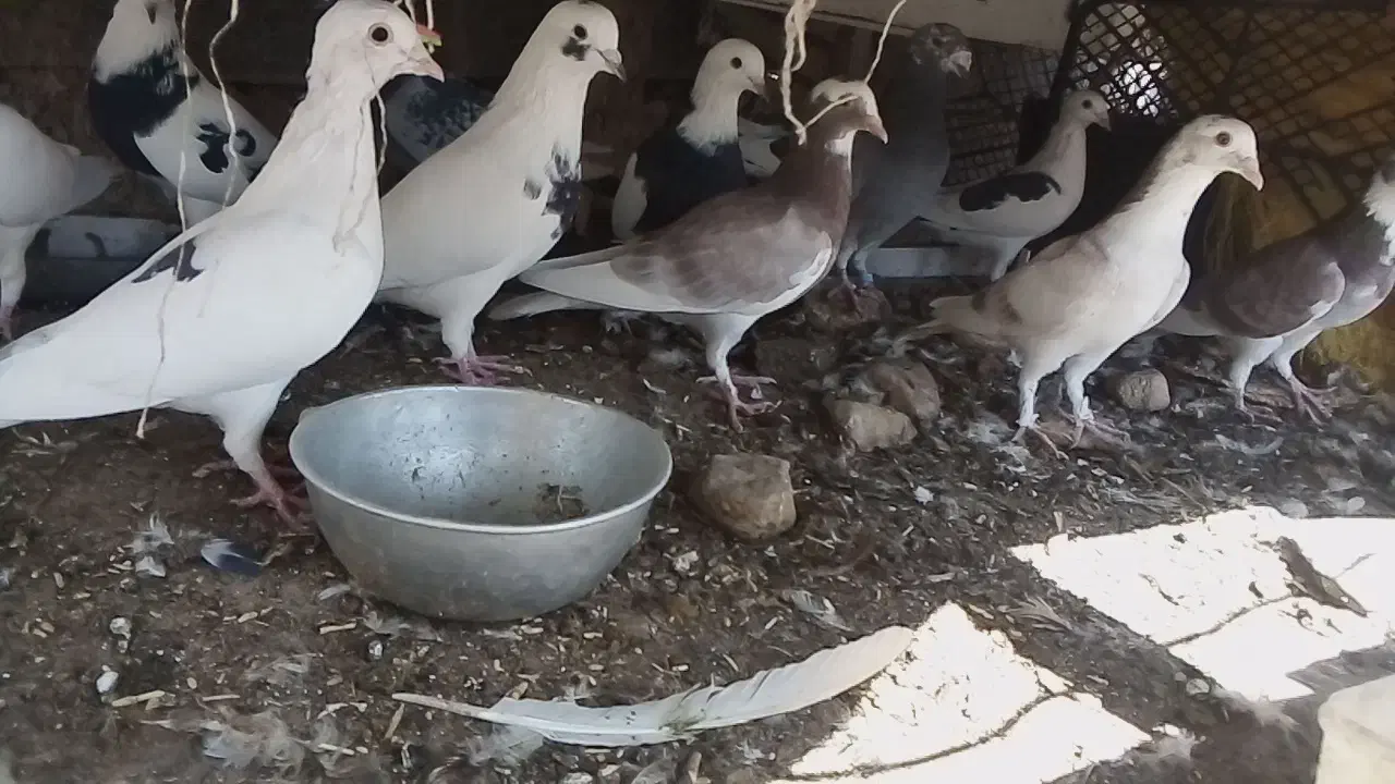 کبوتر فروشی کوار|پرنده|کوار, |دیوار