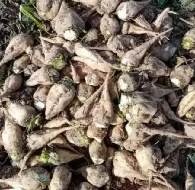 چغندر قند|لوازم جانبی حیوانات|تربت جام, اسماعیل آباد|دیوار